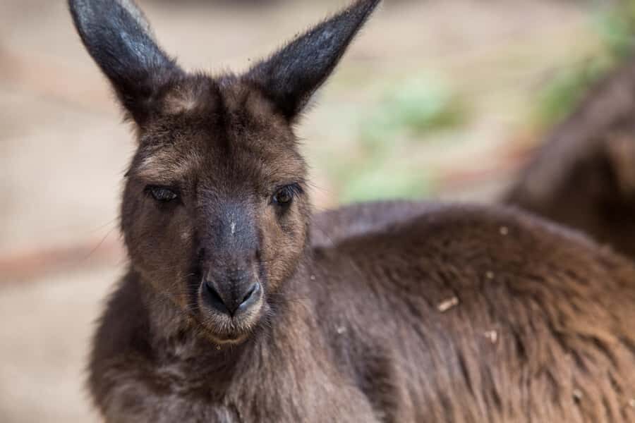 Melbourne Zoo: Australian Wildlife Experience Ticket - Key things that make this tour worth your morning