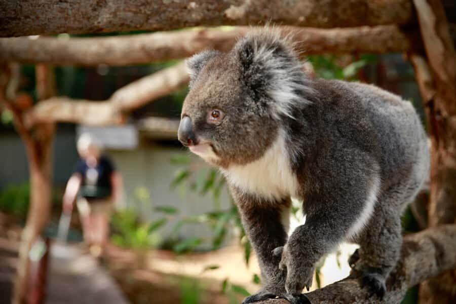 Melbourne Zoo: Australian Wildlife Experience Ticket - Early-Morning Zoo Access: Why 8:00am Changes Everything
