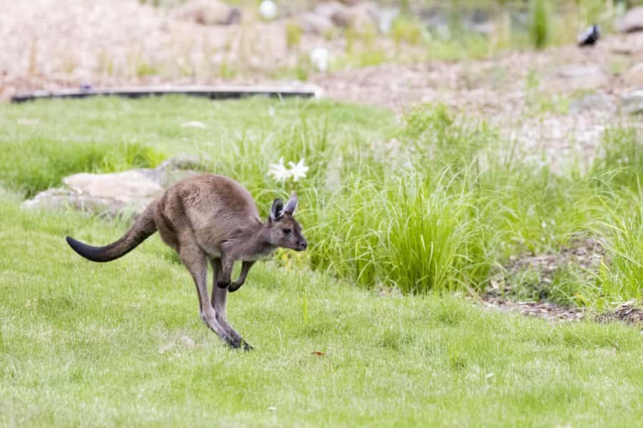 Melbourne Zoo: Australian Wildlife Experience Ticket - Back-of-House Kangaroos: Getting Close to Breakfast-Time Behavior