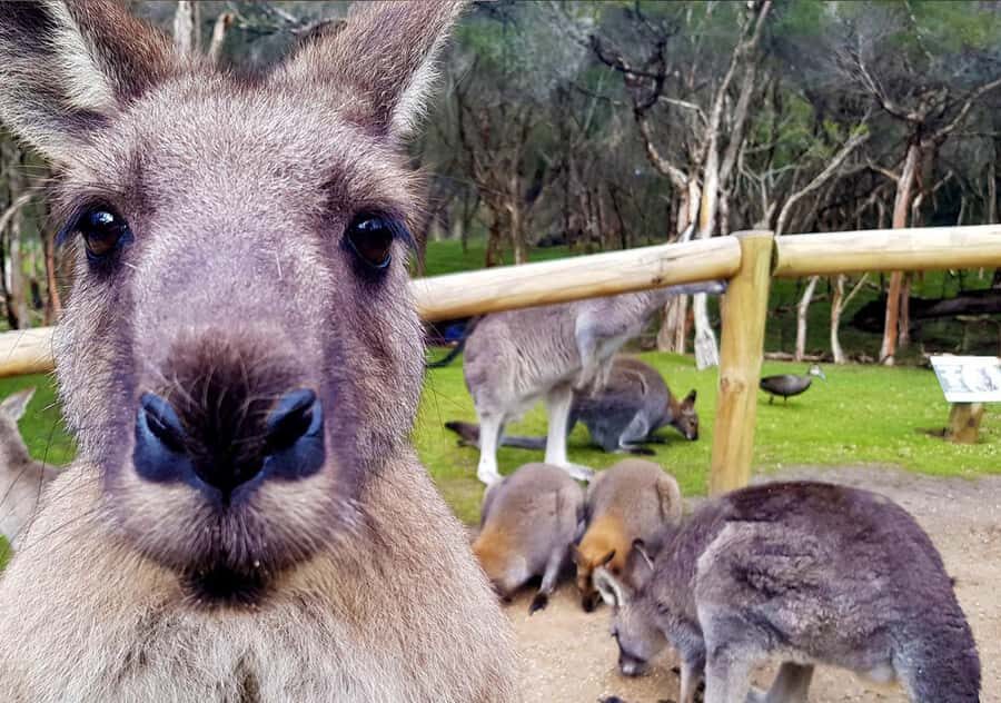 Moonlit Sanctuary Conservation Park Entry Ticket - Facilities, Food, and Comfort Details That Matter