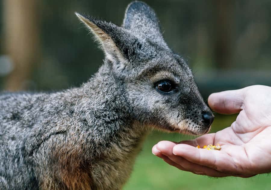 Moonlit Sanctuary Conservation Park Entry Ticket - Meet the Animals: 60+ Species Across Australia