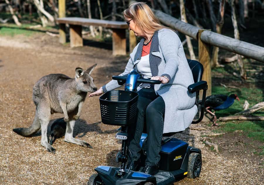 Moonlit Sanctuary Conservation Park Entry Ticket - Koalas, Dingoes, and Tasmanian Devils: The Shows You Should Time