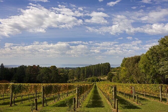 Mornington Peninsula Wine Day Tour - Yabby Lake Vineyard: a calm start with vineyard views