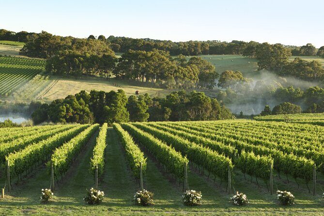 Mornington Peninsula Wine Day Tour - What you actually do: the day’s flow from Yabby Lake to Arthurs Seat