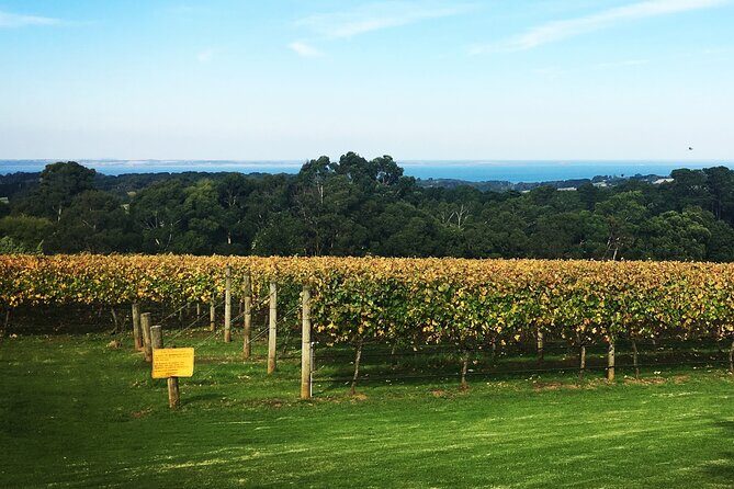 Mornington Peninsula Winery Bus Tour including lunch with a glass of wine - Smart tips so you taste well (not just fast)