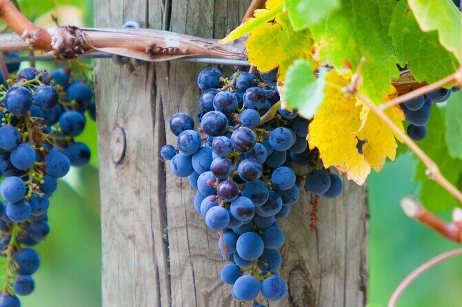 Mornington Peninsula Winery Bus Tour including lunch with a glass of wine - The Mornington Peninsula winery route: what the lineup is doing