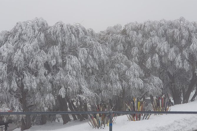 Mt Buller Day Trip from Melbourne - Price and value: is $125.52 a fair deal?