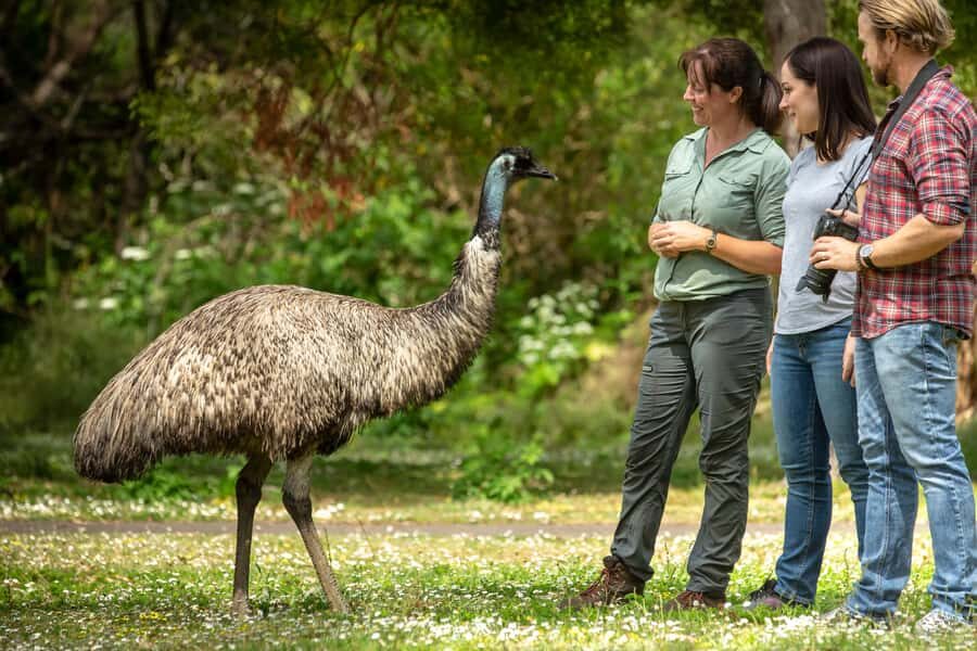 Oceans to Mountains Explorer: 3-Day Great Ocean Road Tour - Price and Value: What $491 Buys You (and What It Doesn’t)