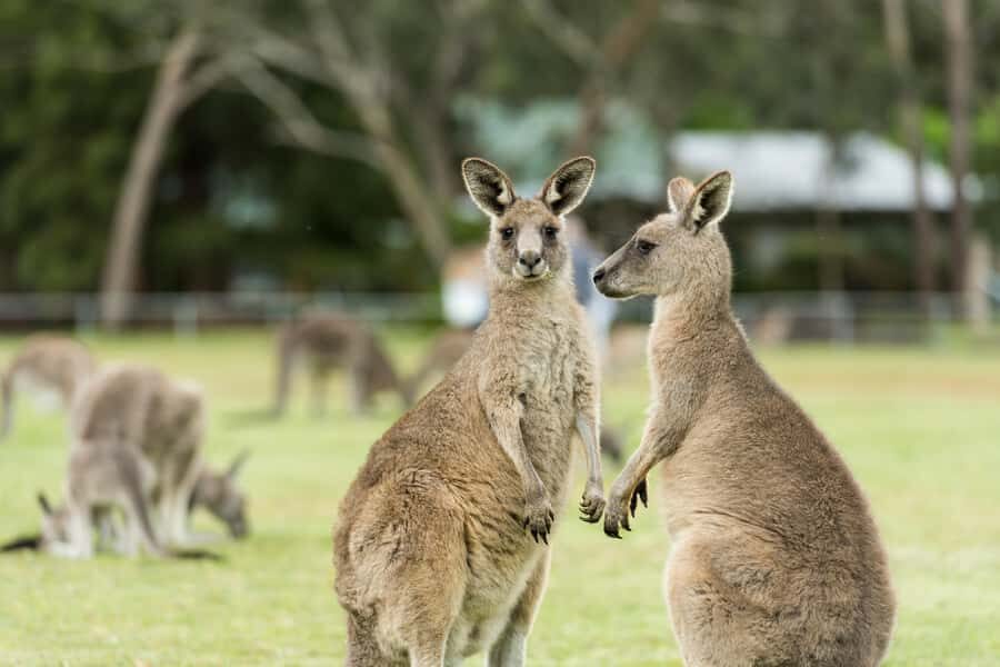 Oceans to Mountains Explorer: 3-Day Great Ocean Road Tour - Day 3: Mackenzie Falls Base Hike, Boroka Lookout, and The Balconies