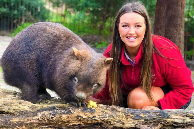 Peninsula Nature Tour - Moonlit Sanctuary Wildlife Conservation Park: The Main Event