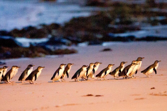 Phillip Island Day Trip from Melbourne with Penguin Plus Viewing Platform - Key highlights to plan around