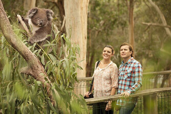 Phillip Island Day Trip from Melbourne with Penguin Plus Viewing Platform - Meet at the Immigration Museum and pack light for comfort