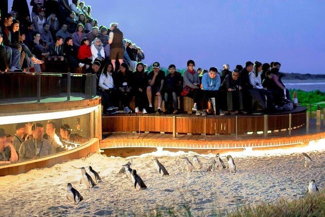 Phillip Island Medium Size Group Tour - Pickup and timing from Melbourne Southbank (what “9 hours” really means)