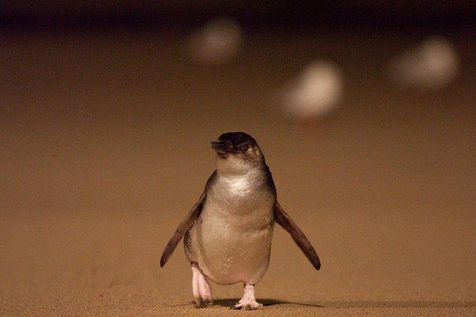 Phillip Island Medium Size Group Tour - Moonlit Sanctuary Wildlife Conservation Park: an included hour of hands-on Australia