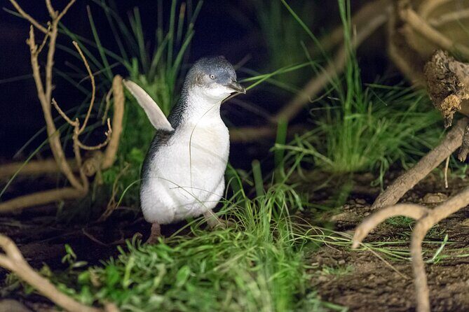 Phillip Island Penguin and Koala Highlights Day-Trip from Melbourne - Phillip Island in One Long Day: The Melbourne Route That Sets Expectations