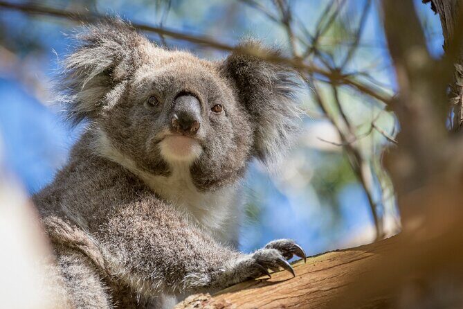 Phillip Island Penguin and Koala Highlights Day-Trip from Melbourne - Comfort on the Coach: What Matters When You’ve Got a 2-Hour Penguin Deadline