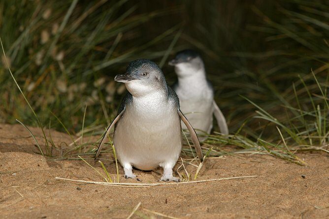 Phillip Island Penguin and Koala Highlights Day-Trip from Melbourne - Who This Day Trip Fits Best