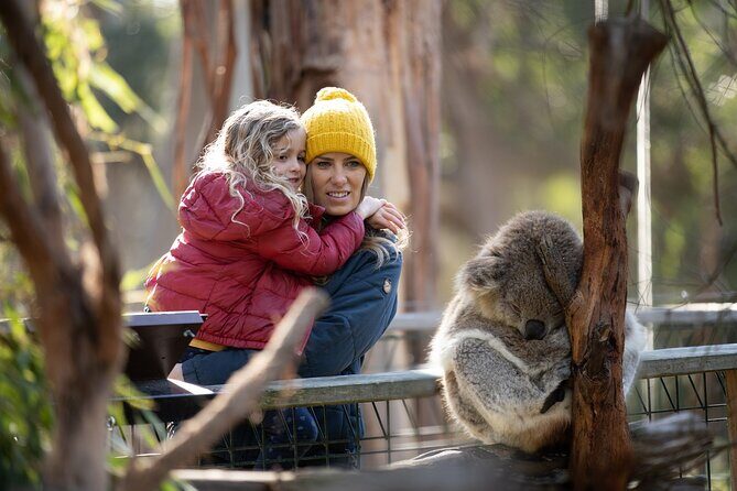 Phillip Island Penguin and Koala Highlights Day-Trip from Melbourne - Koala Conservation Reserve: The Elevated Walk That Feels Like Real Nature