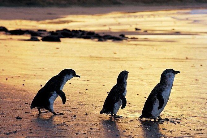 Phillip Island Penguin and wildlife Tour - Key things I’d watch for before you go