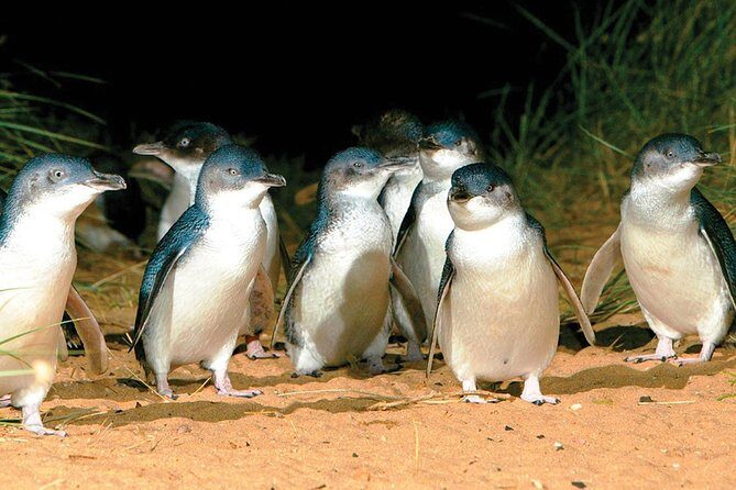 Phillip Island Penguin and wildlife Tour - A small-group Phillip Island day trip that actually feels manageable