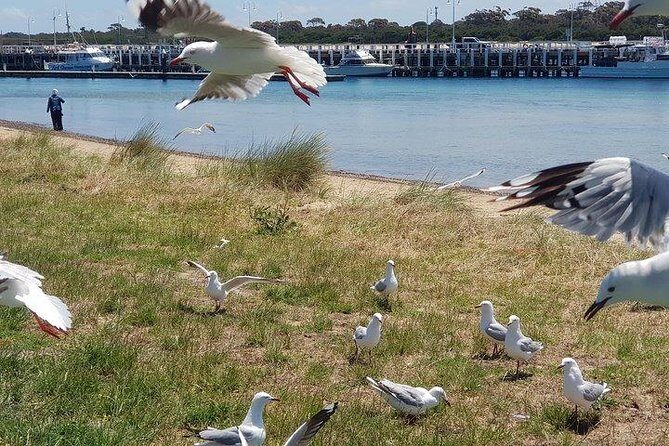 Phillip Island Penguin and wildlife Tour - Cowes: a short break for browsing and beach time