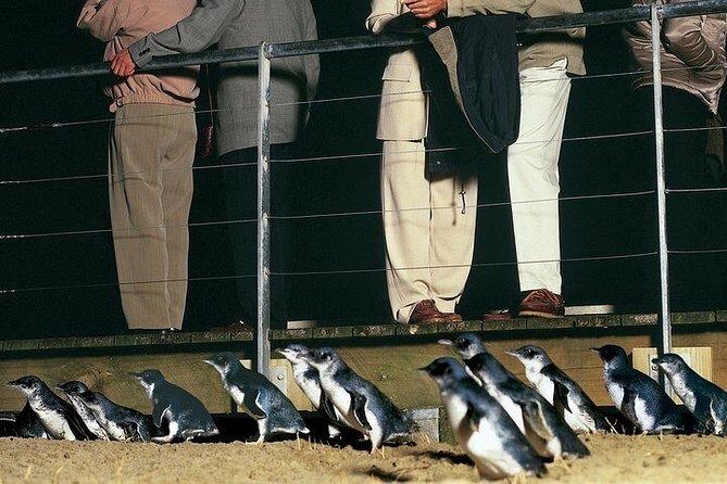Phillip Island Penguin and wildlife Tour - Price and timing: what you really get for about $159 per person