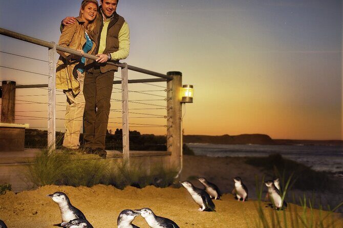 Phillip Island & Penguin Parade Afternoon Eco Tour from Melbourne - How the afternoon schedule fits your Melbourne trip
