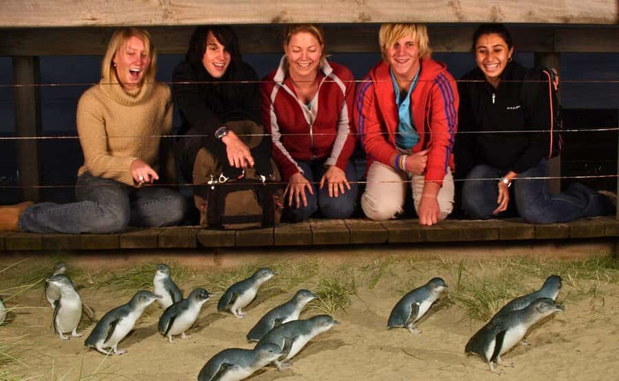 Phillip Island Penguin Parade Afternoon Tour from Melbourne - The Penguin Parade at sunset: the moment you actually came for