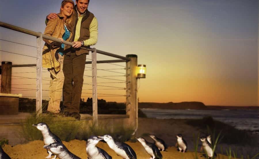Phillip Island Penguin Parade Afternoon Tour from Melbourne - What happens after the parade: dinner time and a realistic return