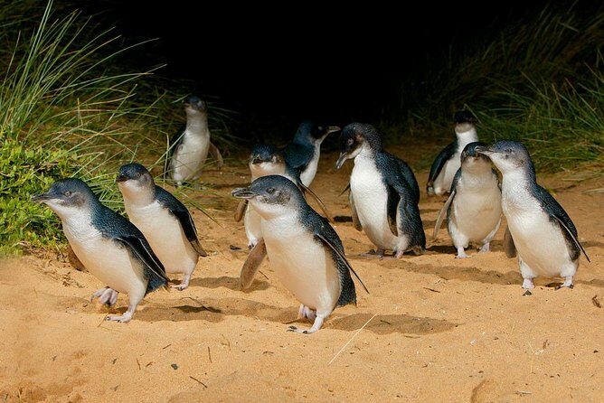 Phillip Island Penguin Parade Day Trip with Koalas from Melbourne - The guides and the bus ride: what makes the day feel smooth