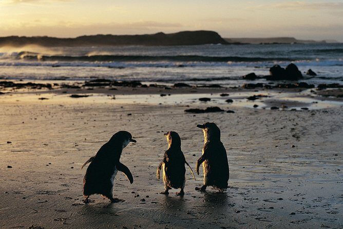 Phillip Island Penguin Parade Day Trip with Koalas from Melbourne - Koala Conservation Reserve: your best chance to see them up close