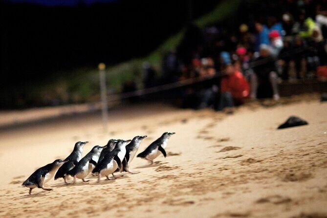 Phillip Island Penguin Parade, Wildlife and Beach Boxes Bus Tour - A smart full-day plan out of Melbourne