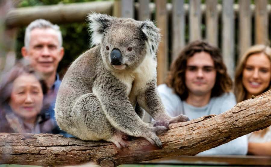 Phillip Island Penguin Parade with Expert Local Guide - Phillip Island coastal views: Nobbies boardwalk and the chance of wildlife at sea