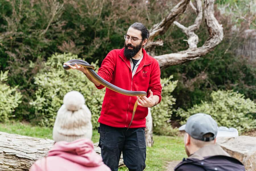 Phillip Island Penguin Parade with Expert Local Guide - The Penguin Parade at sunset: the main event (and how to enjoy it)
