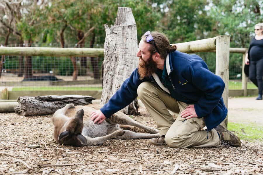 Phillip Island Penguin Parade with Expert Local Guide - Price and value: what $116 really buys you