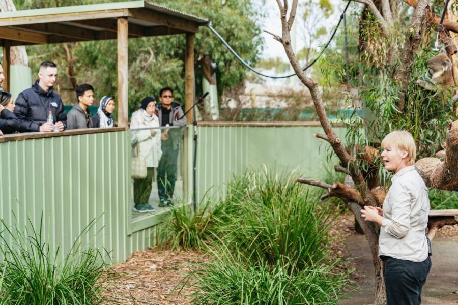 Phillip Island Penguin Parade with Expert Local Guide - Should you book the Phillip Island Penguin Parade tour?