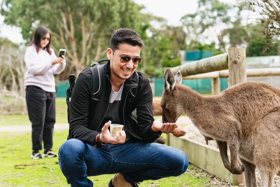 Phillip Island Penguin Parade with Expert Local Guide - Moonlit Sanctuary: where you meet Australia’s icons up close