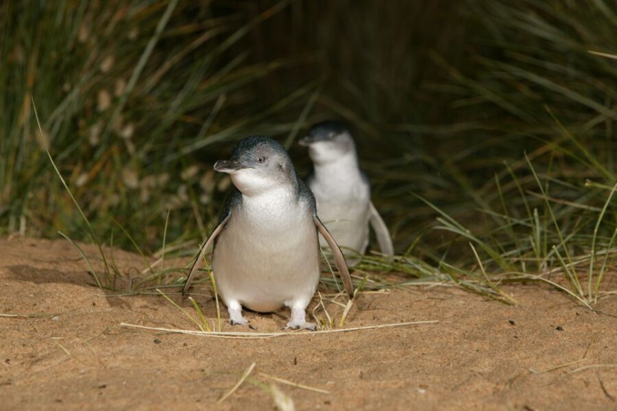 Phillip Island: Penguins and Wildlife Full-Day Tour - Seal Rocks and Summerland Peninsula: fur seals and big western-end views