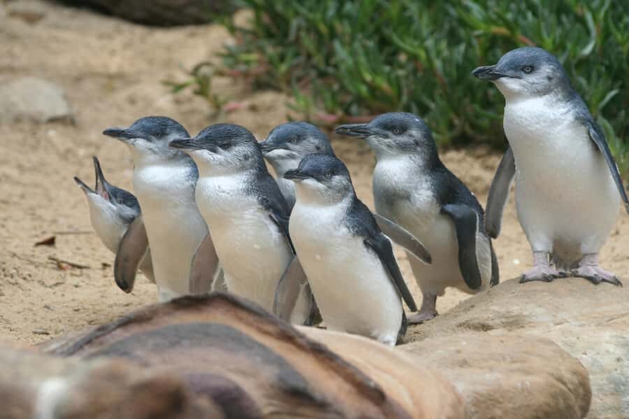 Phillip Island: Penguins and Wildlife Full-Day Tour - Food, timing, and the “long day” reality