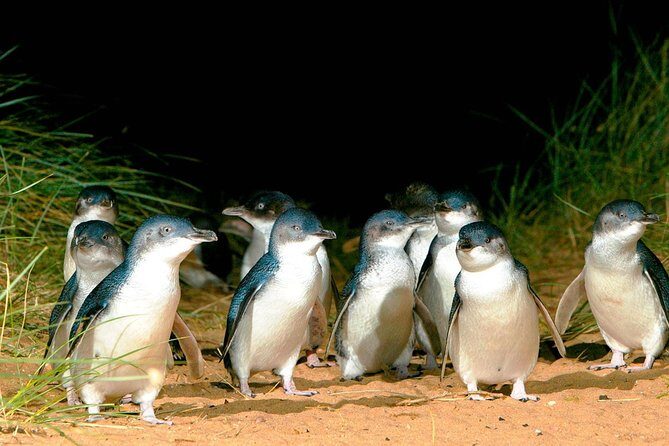 Phillip Island Penguins Private Adventure - Key highlights at a glance