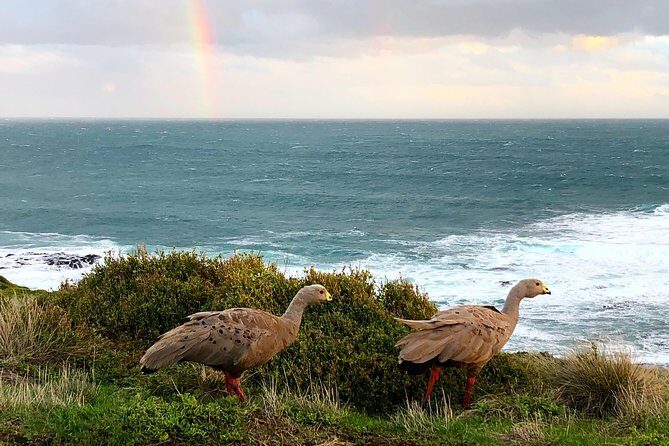 Phillip Island Penguins Private Adventure - Nobbies Centre boardwalk: bay views and a wildlife bonus