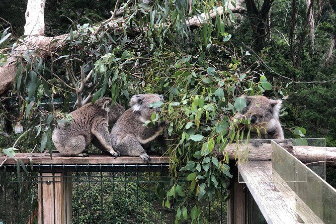 Phillip Island Penguins Private Adventure - Value and price: when $1,154.76 becomes a smart split