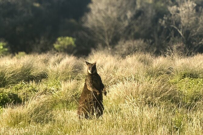 Phillip Island Penguins & Wildlife Day Tour from Melbourne - How This Day Trip Really Works From Melbourne