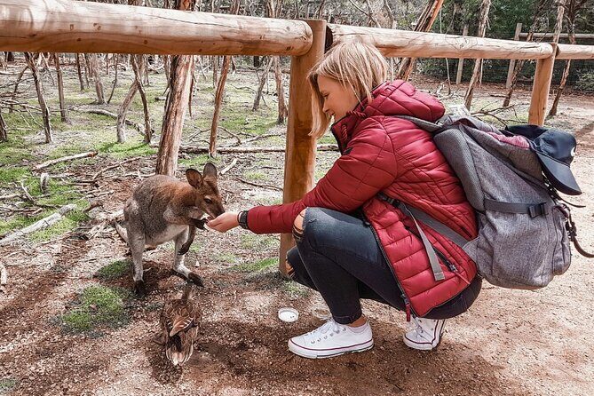 Phillip Island Penguins & Wildlife Day Tour from Melbourne - Moonlit Sanctuary: Koalas, Wallabies, and the Up-Close Choice