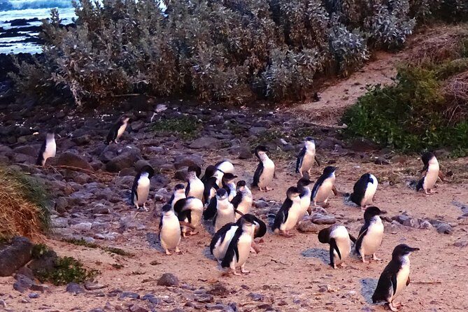 Phillip Island Private Experience - A Private Wildlife Day Trip That Fits Your Pace