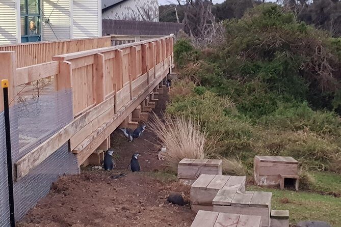 Phillip Island Private Experience - Price and What You’re Really Paying For (Plus When It’s Good Value)