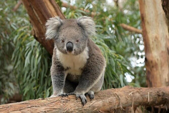Phillip Island Wildlife Cruise and Penguin Tour from Melbourne - One-Day Phillip Island: How This 13-Hour Plan Stays Worth It