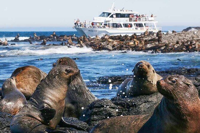 Phillip Island Wildlife Cruise and Penguin Tour from Melbourne - Flynns Beach: Short Sand Time, Big Horizon Reward