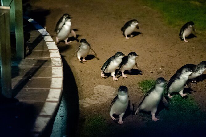 Phillip Island Wildlife Cruise and Penguin Tour from Melbourne - Nobbies Centre at Golden Hour: The View Portion You’ll Feel