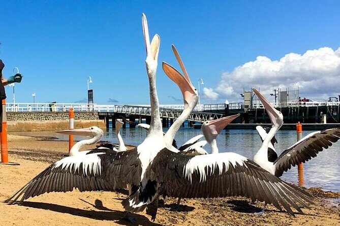 Phillip Island Wildlife Cruise and Penguin Tour from Melbourne - Small Group, Local Guide, and the Comfort Details That Actually Help